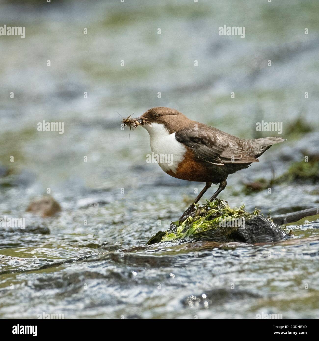 Dipper Catching Insects in River Stock Photo