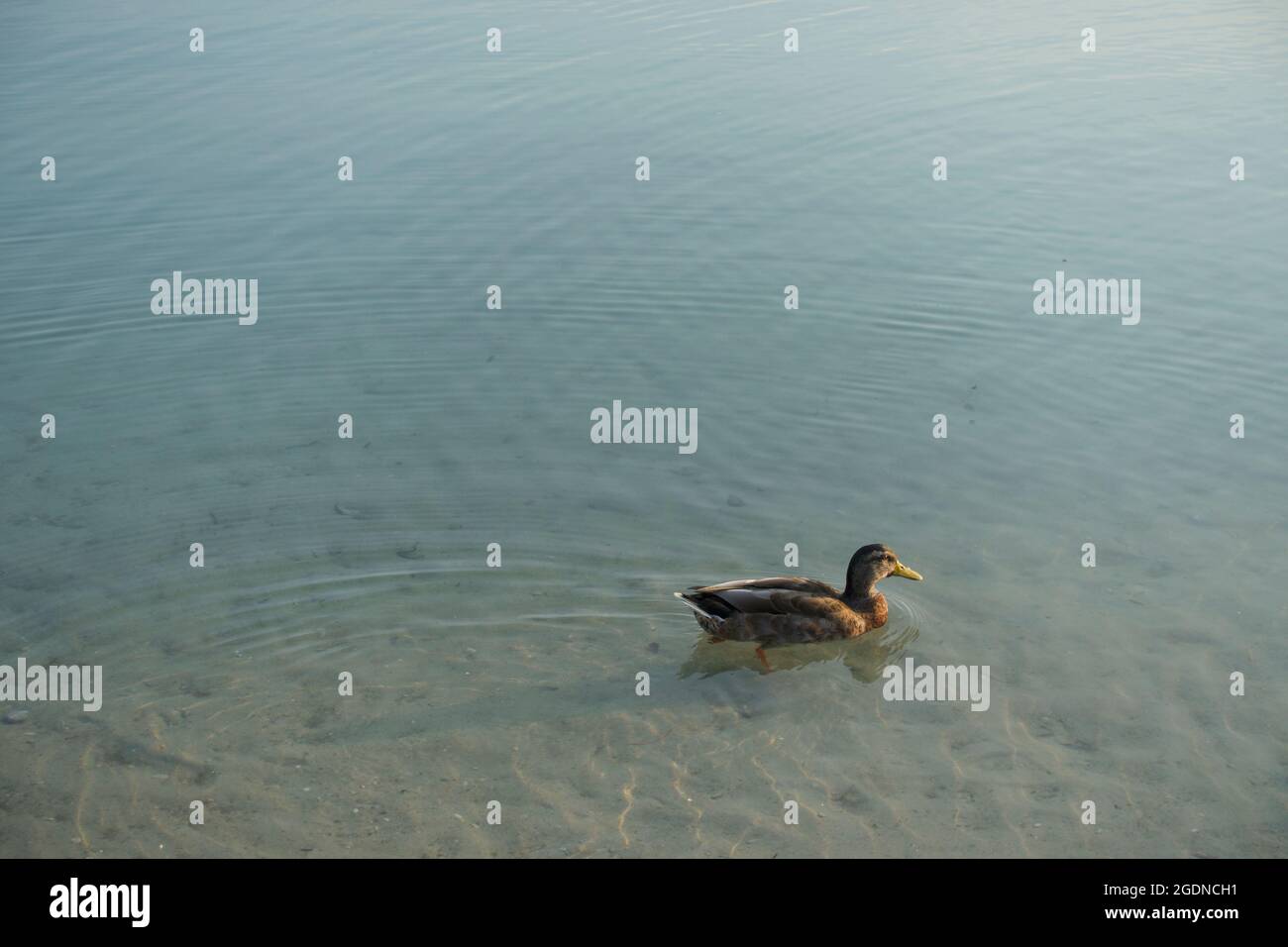 Peace, calm and tranquility. Duck elegantly swimming in crystal clear blue lake water with view down to sandy lake bed and ripples flowing behind. Stock Photo