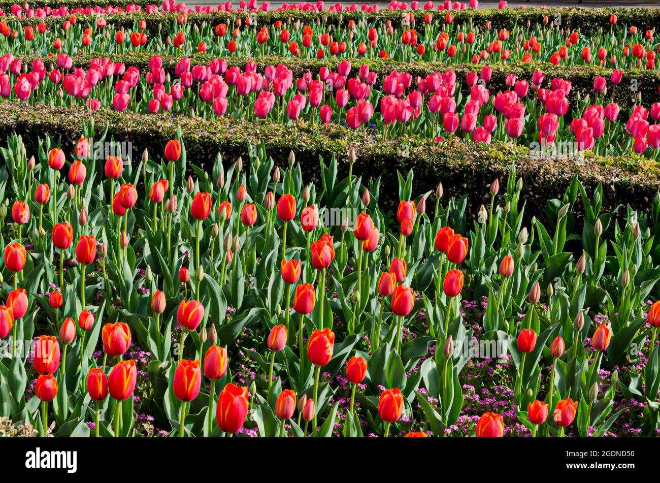 Beautiful field with blooming red and pink tulips, bordered by green ornamental shrubs, Sofia, Bulgaria Stock Photo