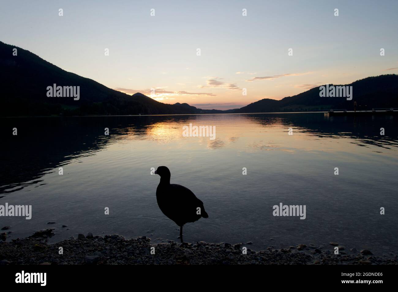 Large duck silhouette on lake shoreline, sunset reflections in the water with Alpine mountain silhouette backdrop, Fuschl lake, Fuschl am See, Austria Stock Photo