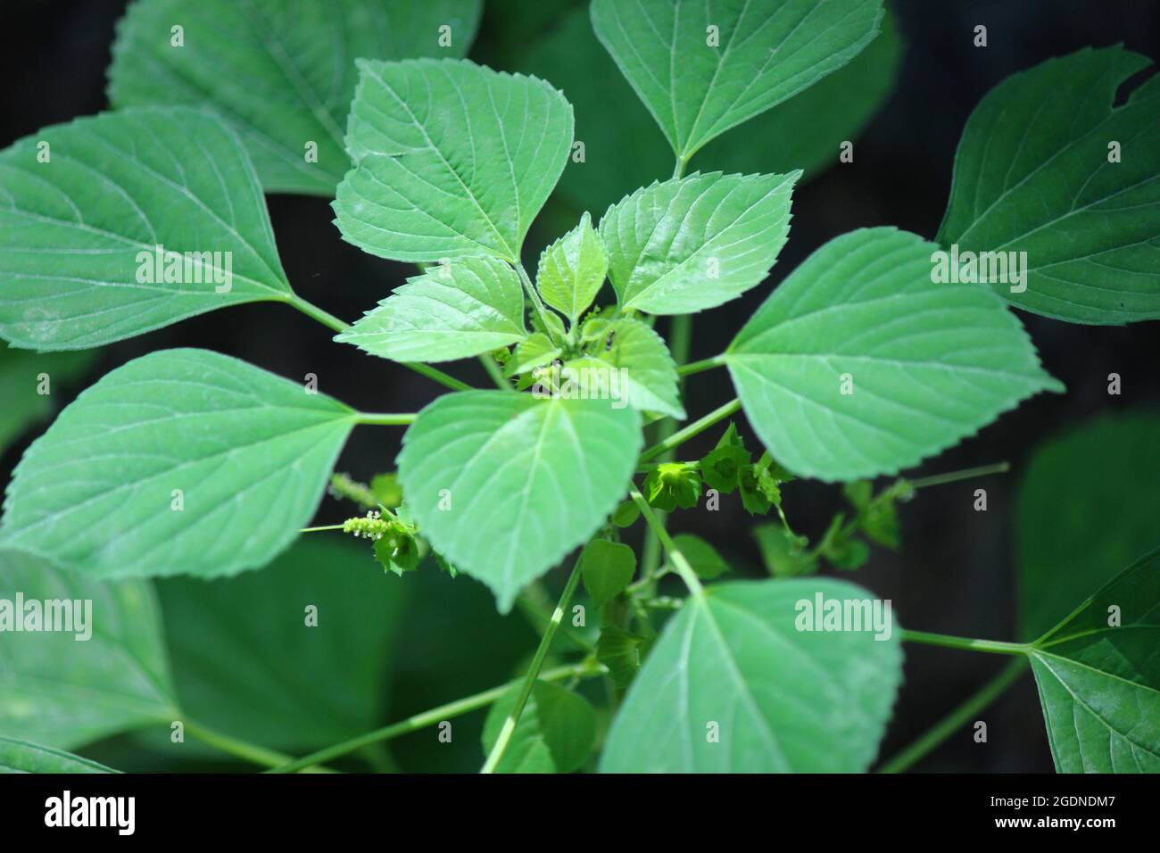 Acalypha indica hi-res stock photography and images - Alamy