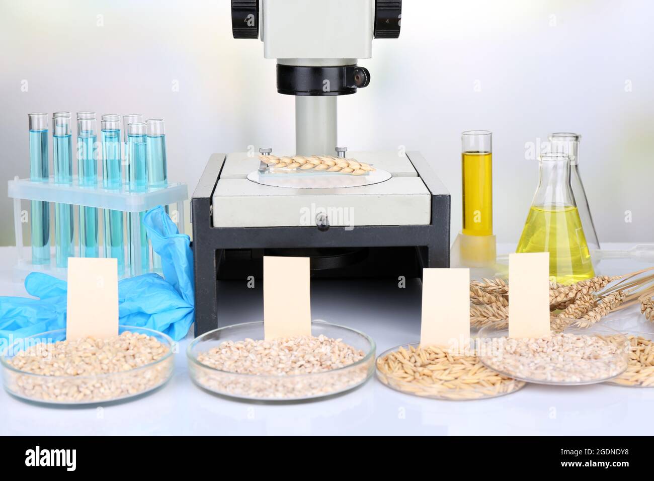Microbiological testing for food quality at biochemistry laboratory