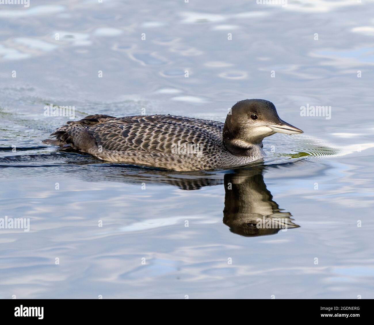 Common Loon immature young bird swimming in its environment and habitat surrounding, displaying its growing up stage feather plumage with a reflection Stock Photo