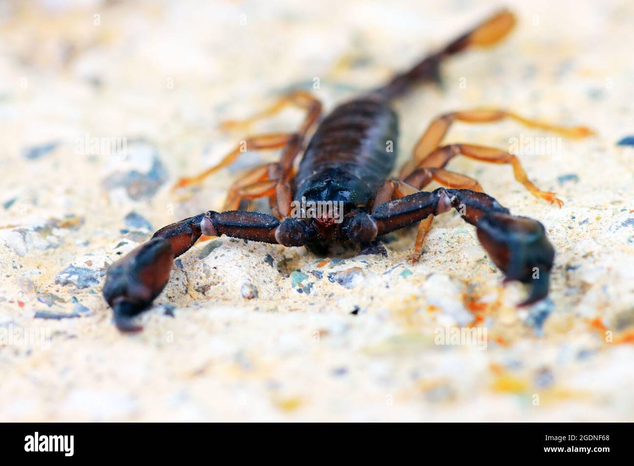 European yellow tailed scorpion Euscorpius flavicaudis Stock Photo Alamy
