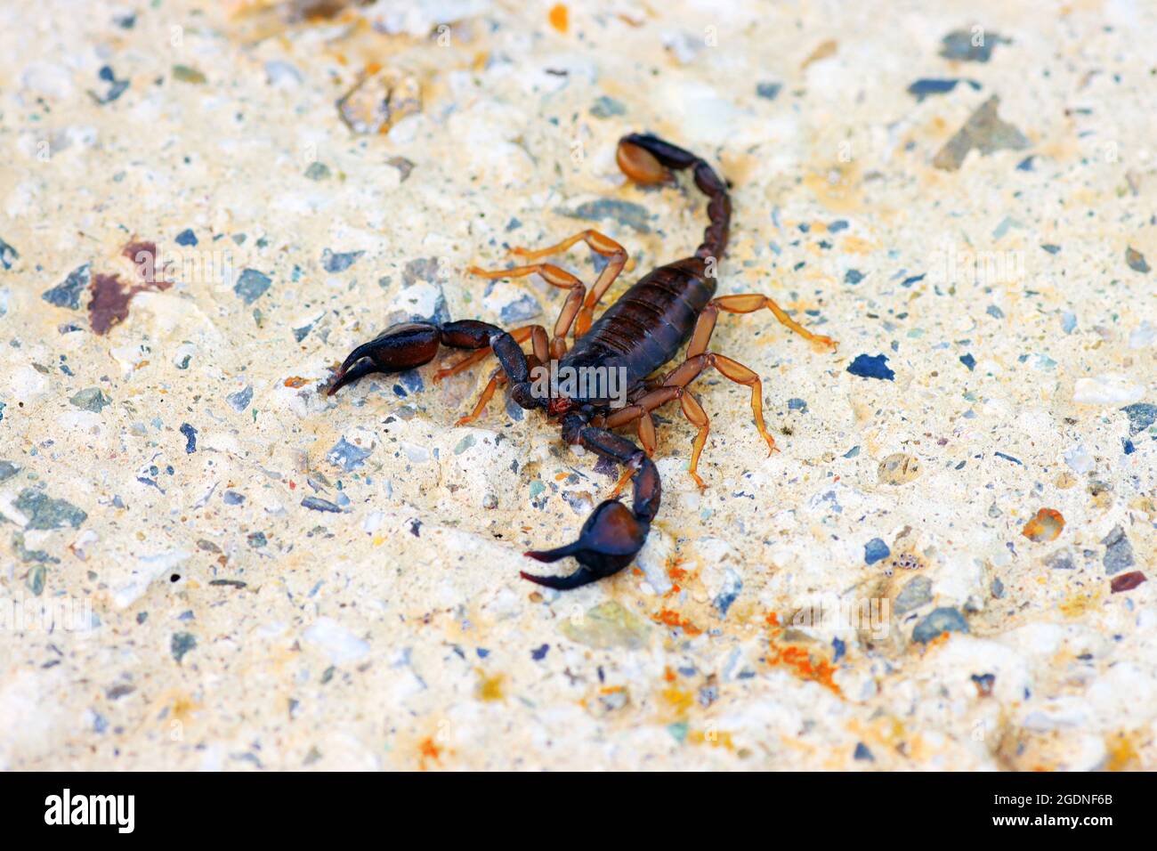 European yellow tailed scorpion Euscorpius flavicaudis Stock Photo Alamy