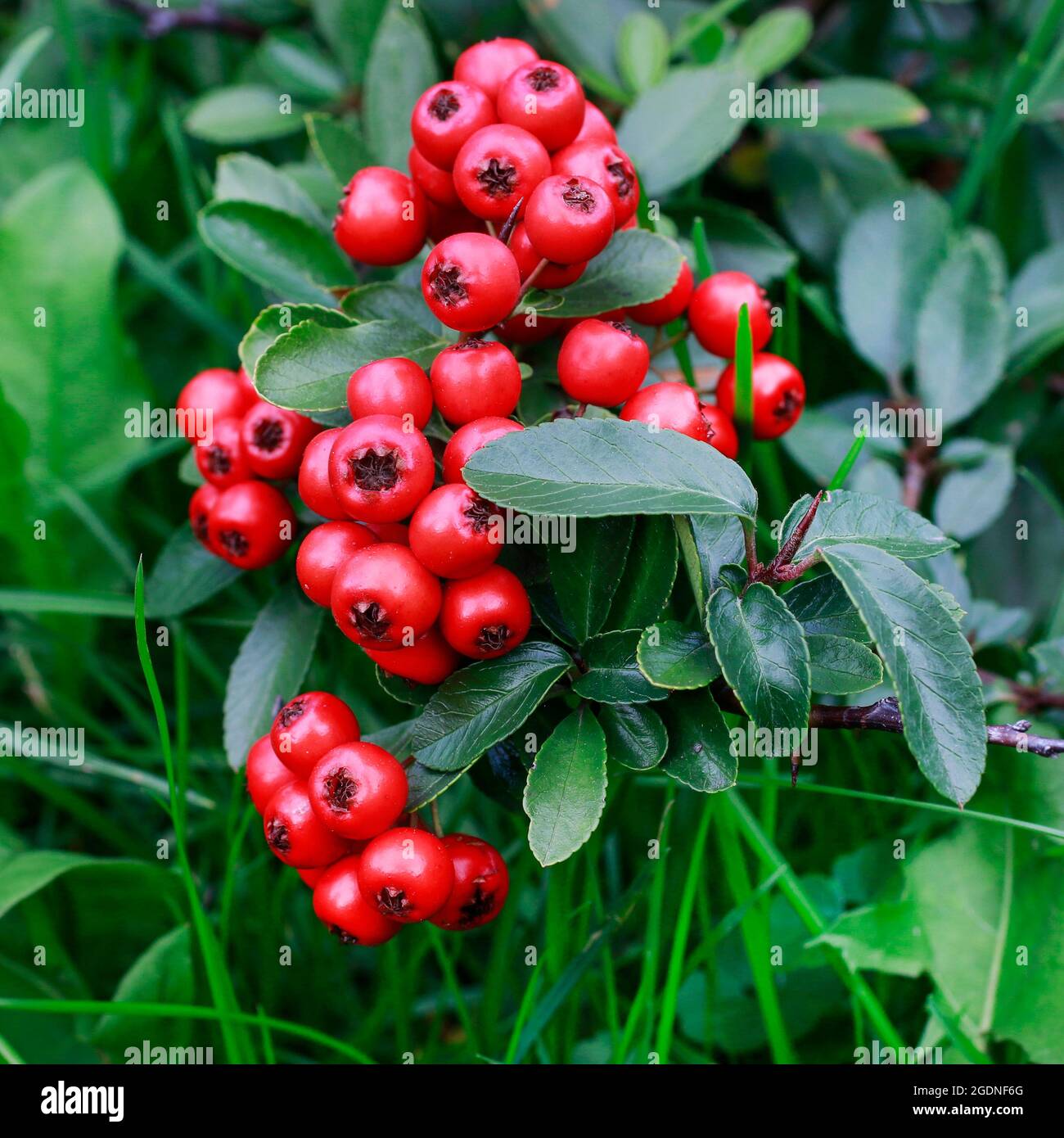 Red berries (cotoneaster horizontalis) in the garden. Autumn time Stock Photo