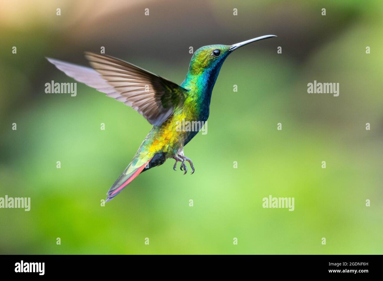 A Black-Throated Mango hummingbird (Anthracothorax nigricollis) hovering in the air with a blurred green background. Bird in flight. Stock Photo