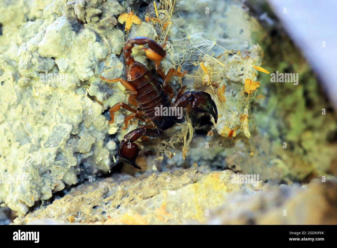 European yellow tailed scorpion Euscorpius flavicaudis Stock Photo Alamy