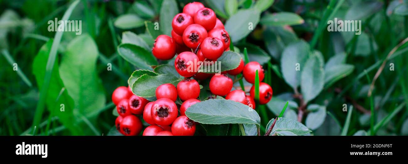 Red berries (cotoneaster horizontalis) in the garden. Autumn time Stock Photo