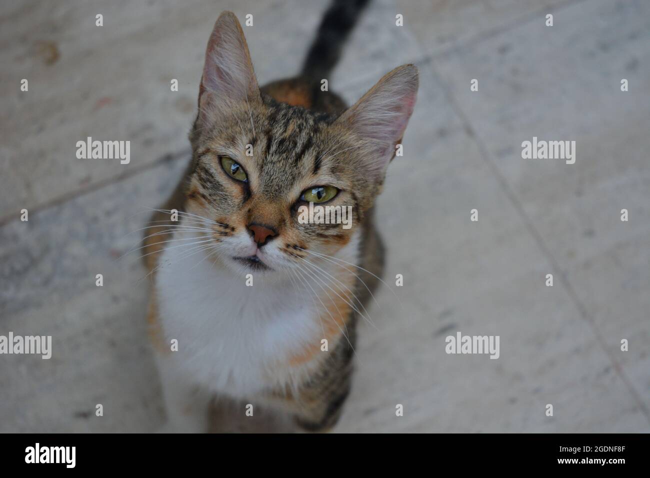 A cat is looking up at the camera. Stock Photo