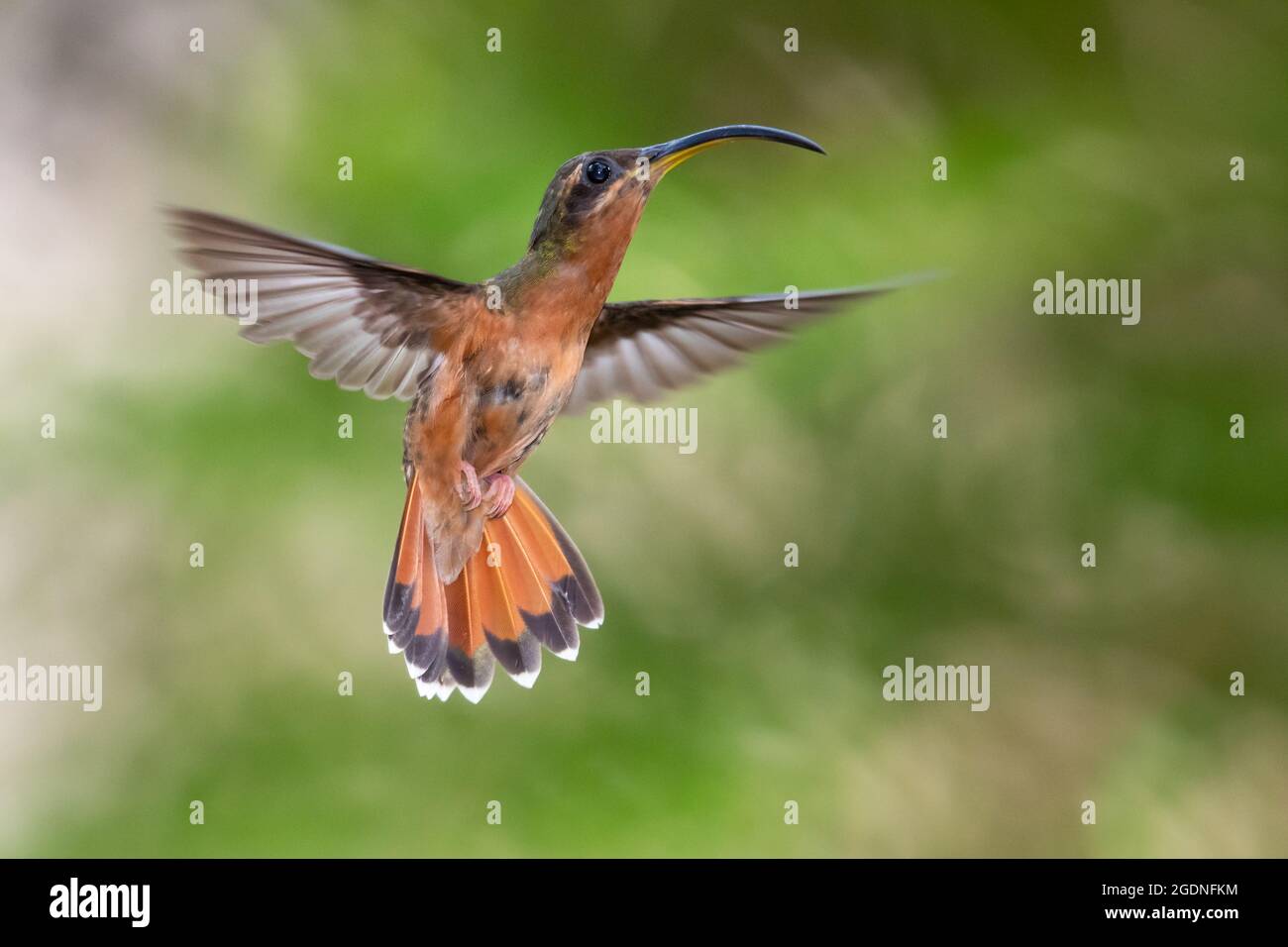 A Rufous-breasted Hermit hummingbird (Glaucis hirsutus) hovering in the air with a blurred green background. Tropical bird in garden. Stock Photo