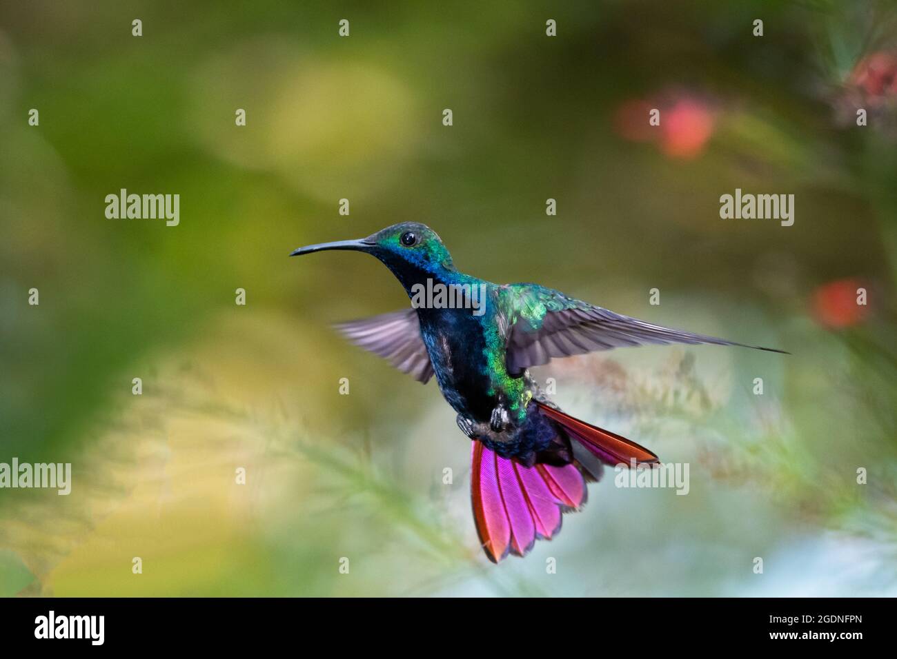 A Black-throated Mango hummingbird (Anthracothorax nigricollis) in flight with a colorful bokeh background. Tropical bird in wild. Stock Photo