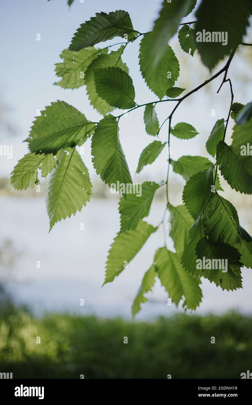 Vertical shot of beautiful Wych elm tree leaves and a sky background Stock Photo