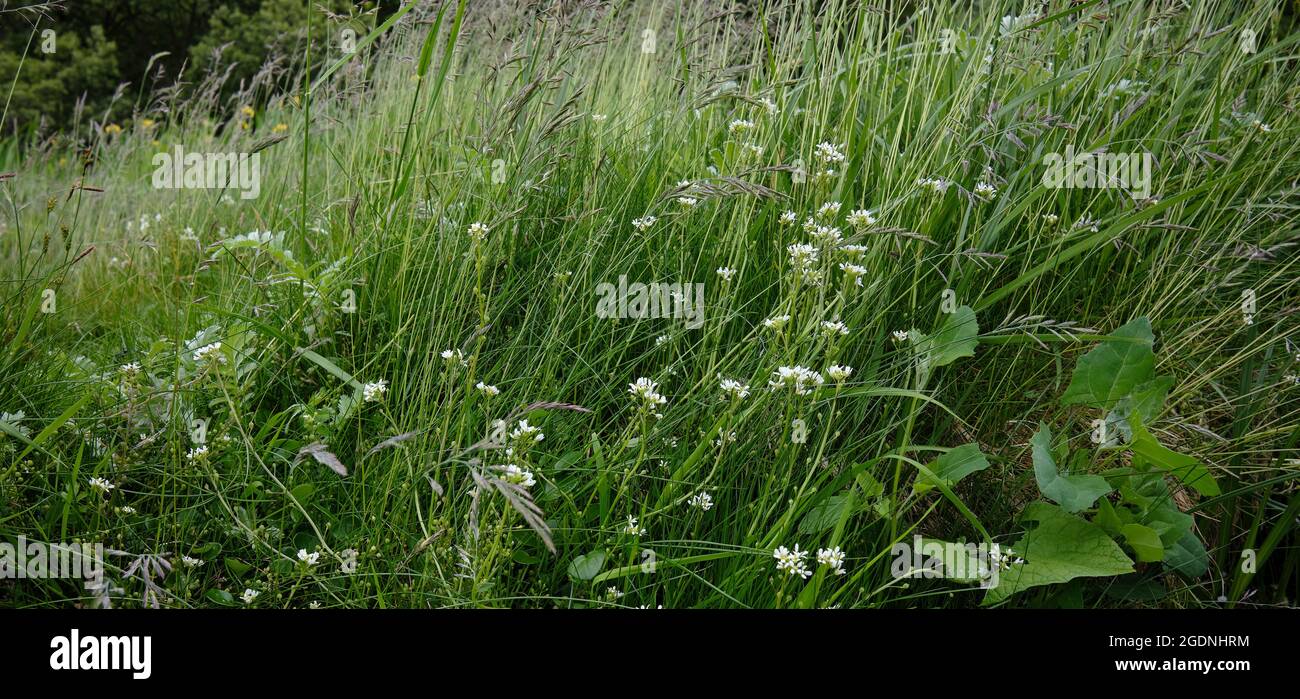 Mixed with grasses and Silverweed, Common mouse-ear growing on the shoreline at the north end of Loch Caolisport  Cerastium fontanum Stock Photo