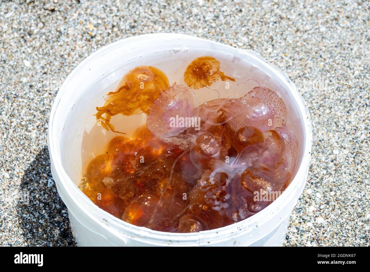 pic shows: More trouble for holiday strapped Brits as    Swarms of viciously stinging giant jellyfish invaded the beaches on the Costa Del Sol  For th Stock Photo