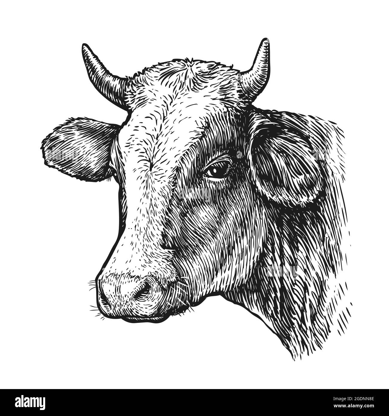 Drawing of isolated cow head with horns on white. Sketch vintage vector illustration Stock Vector