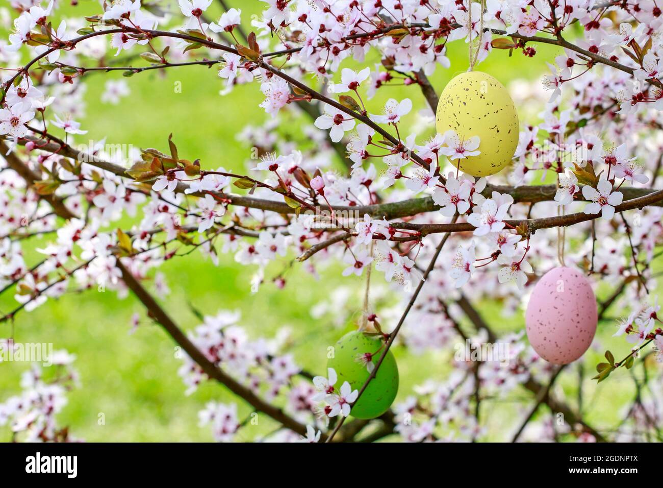 Easter eggs hanging on blooming cherry tree in the garden. Spring time ...