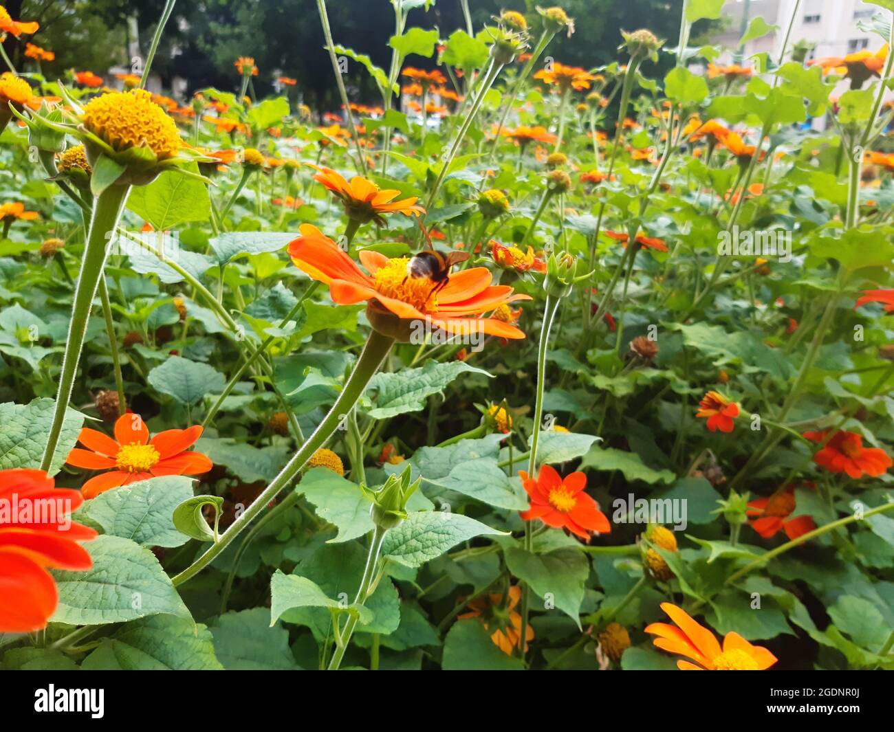Wild bee in a Mexican sunflower field Stock Photo