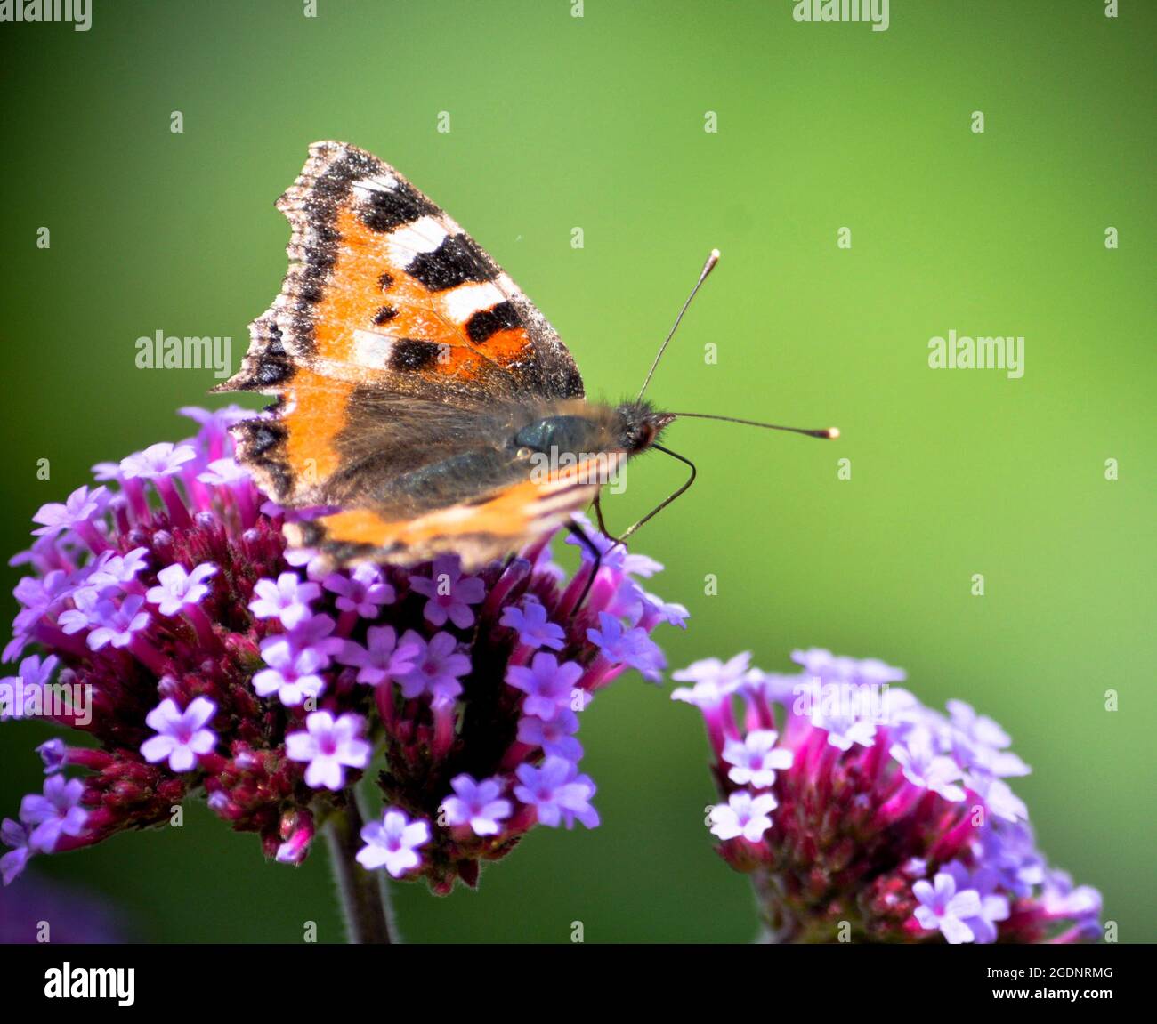 Small tortoise shell butterfly (Aglais urticae) on a verbena bonariensis flower set against a green background Stock Photo