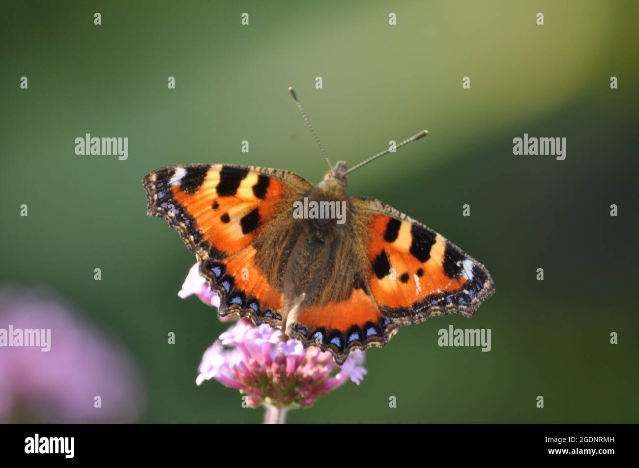 Small tortoise shell butterfly (Aglais urticae) resting on a verbena bonariensis flower set against a green background Stock Photo