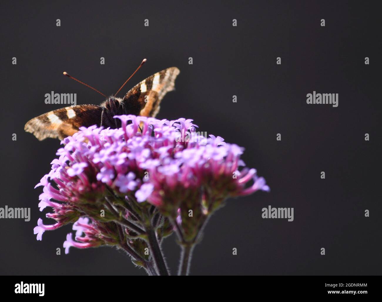 Small tortoise shell butterfly (Aglais urticae) Stock Photo