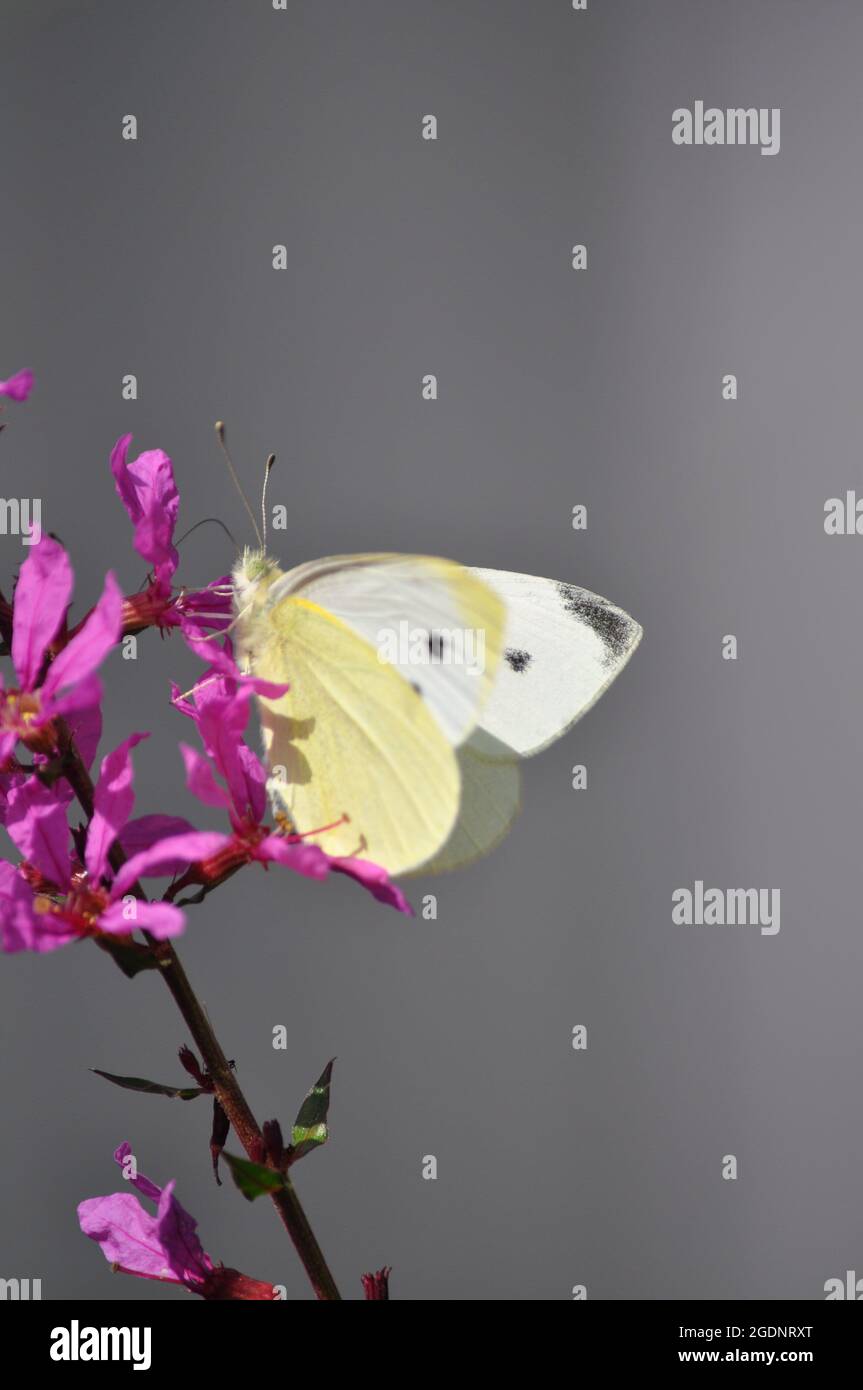 Large white butterfly (Pieris brassicae) Stock Photo