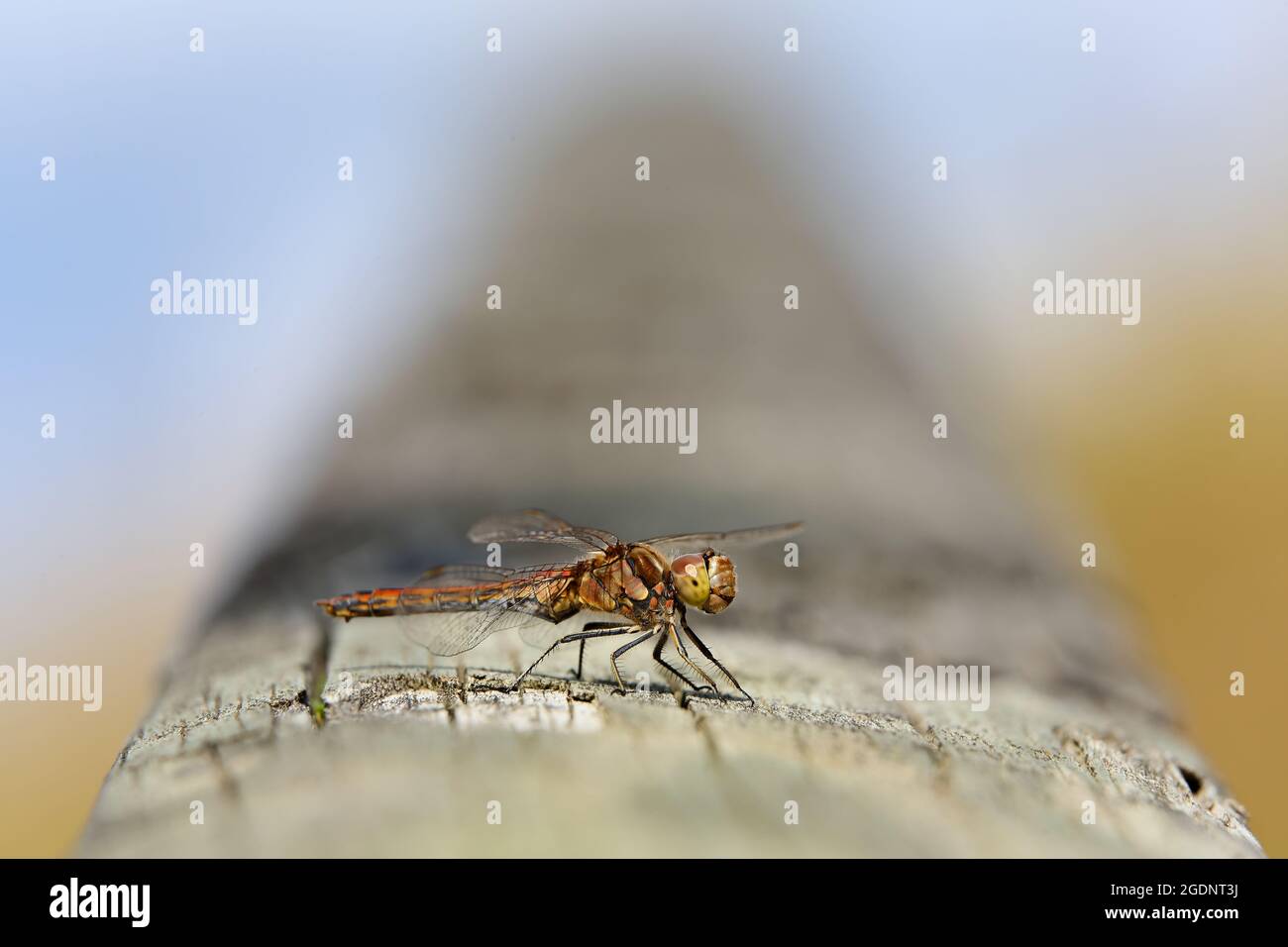 Ruddy Darter Dragonfly resting on a wooden handrail Stock Photo