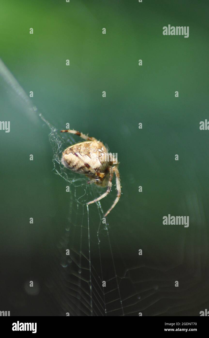 Garden spider - Araneus diadematus in its web. The background is green ...