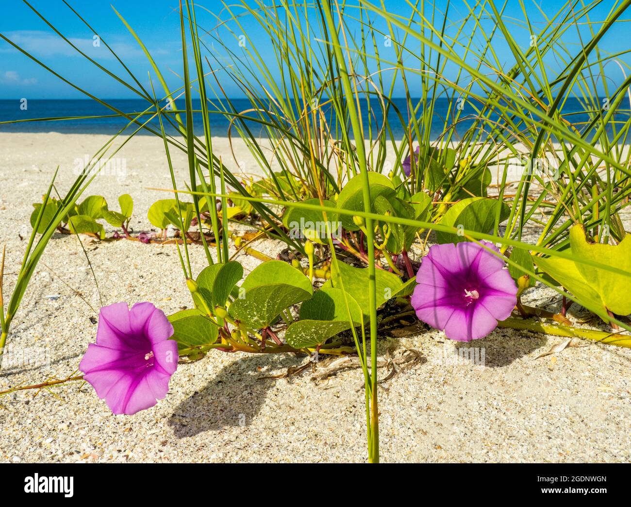 Goat's Foot Morning Glory or Beach Morning Glory also known as Rainroad Vine or Bayhops on Nokomis Beach on the Gulf of Mexico in Nokomis Florida USA Stock Photo