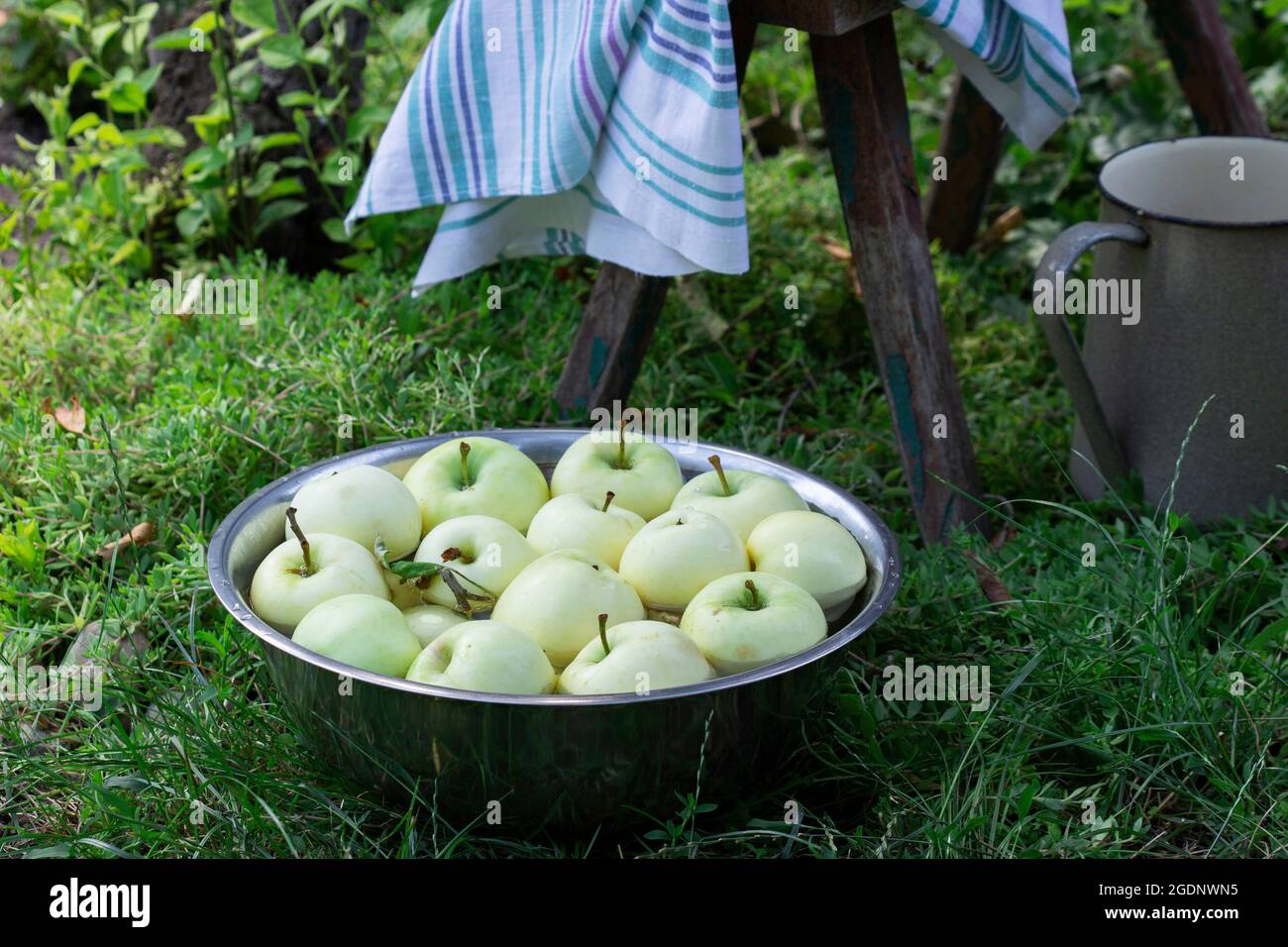 A basin with water and apples on the background of a summer garden. Stock Photo