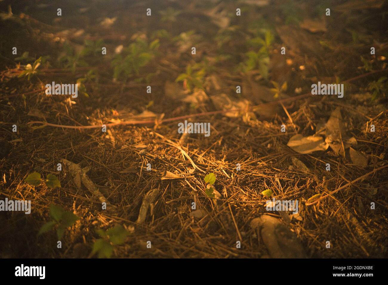 Leaf covered forest floor hi-res stock photography and images - Alamy