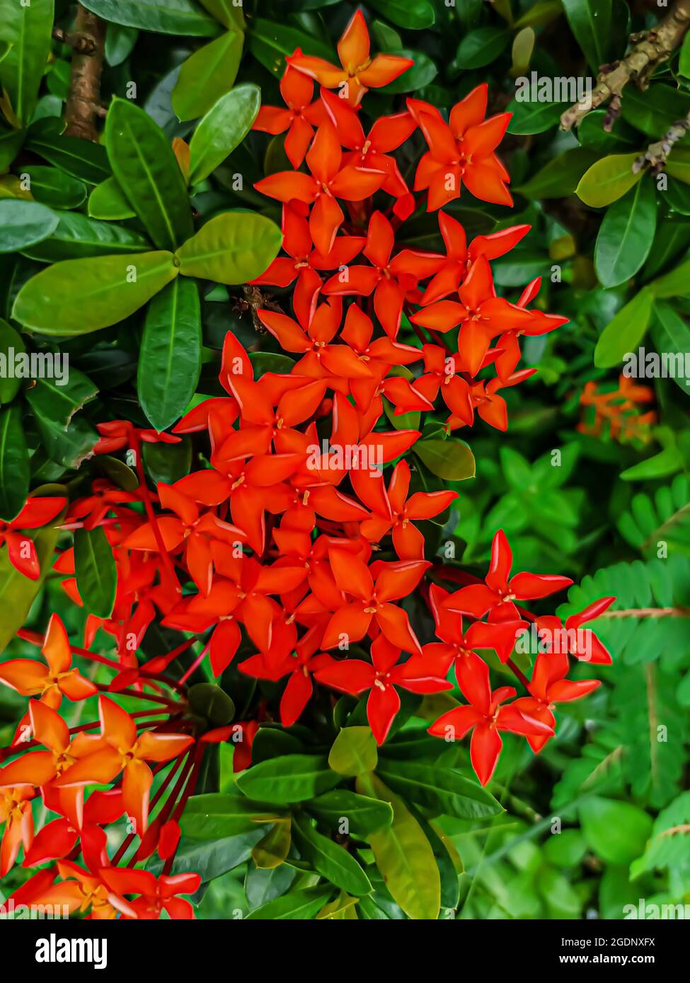 Jungle geranium Jungle flame cruz de malta flower captured from closeup