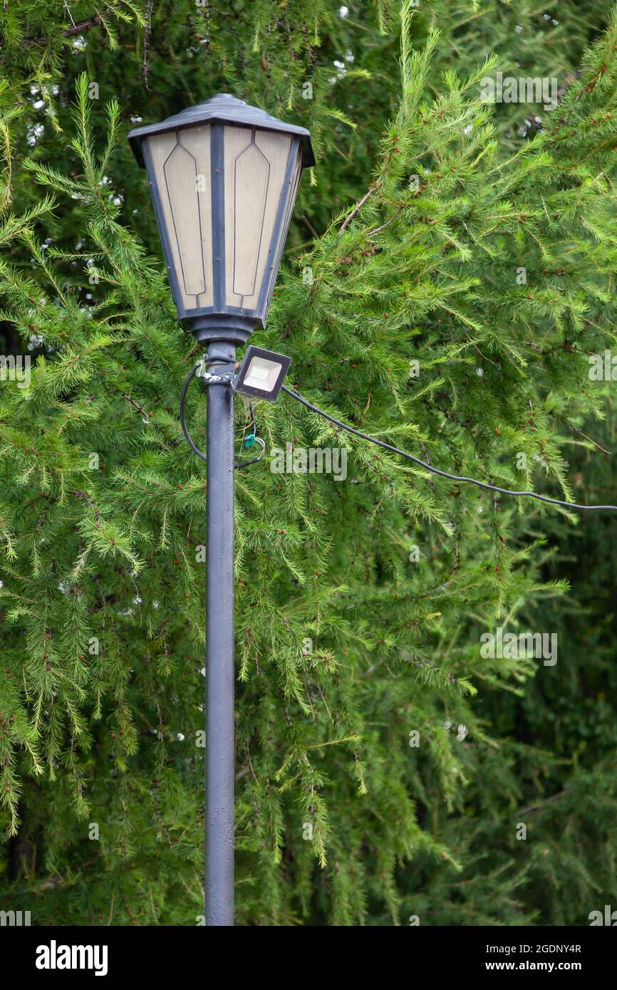 Vintage street lamp against the background of green fir tree with led spotlight, the concept of replacing ancient technologies with modern. Stock Photo