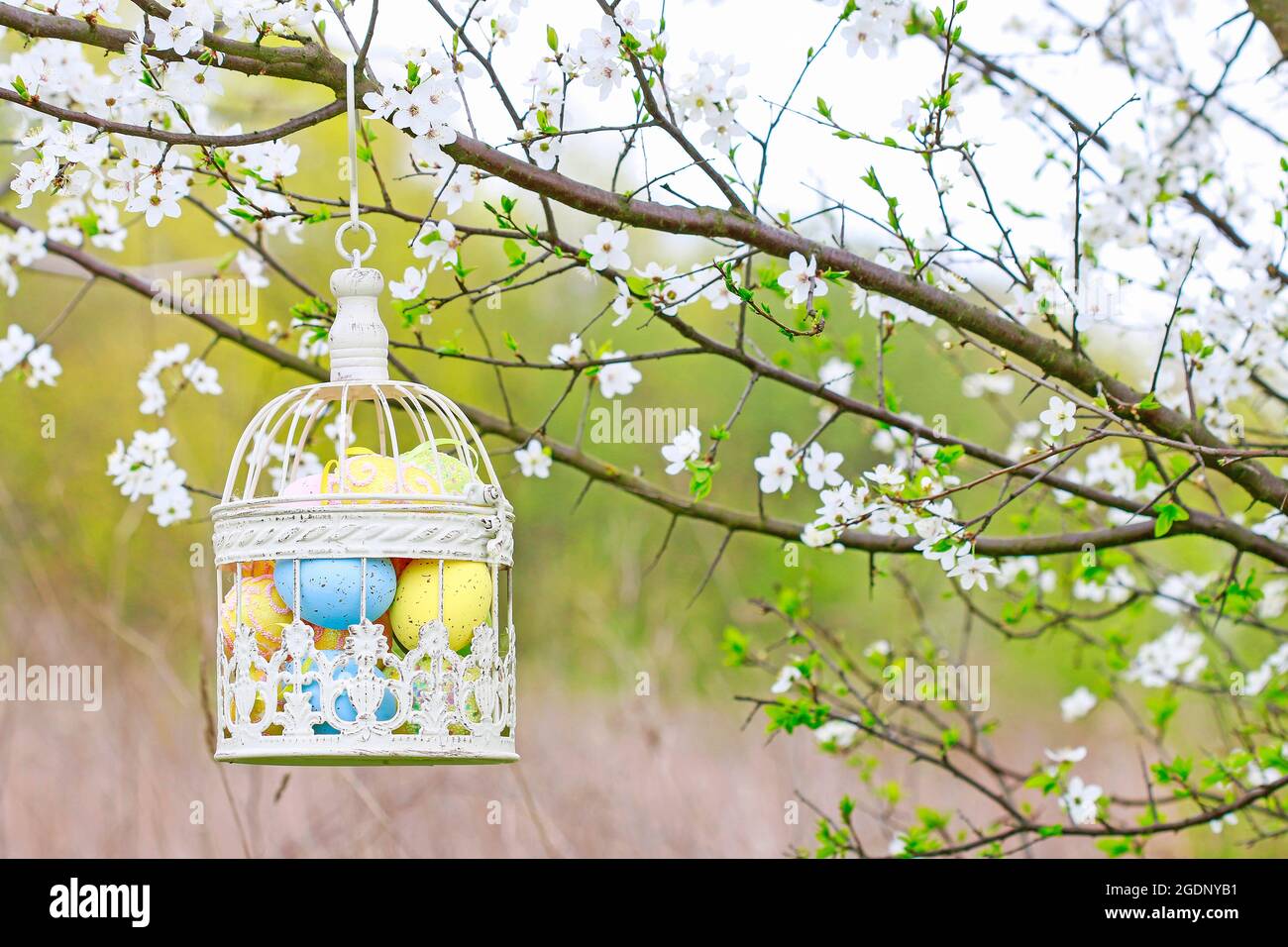Vintage bird cage full of easter eggs hanging on blooming cherry tree ...