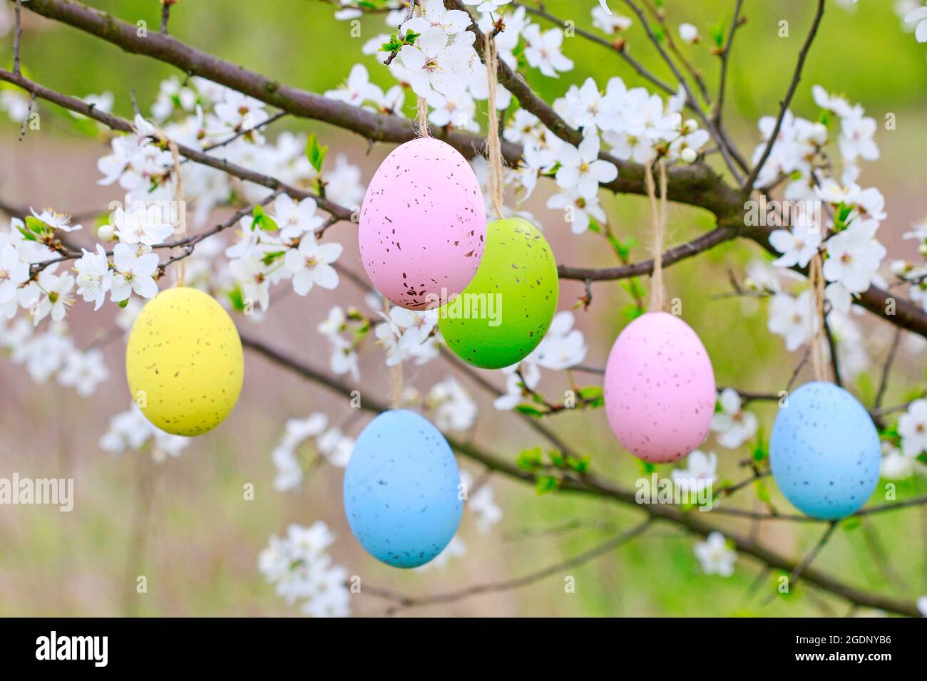 Easter eggs hanging on blooming cherry tree in the garden. Spring decor Stock Photo