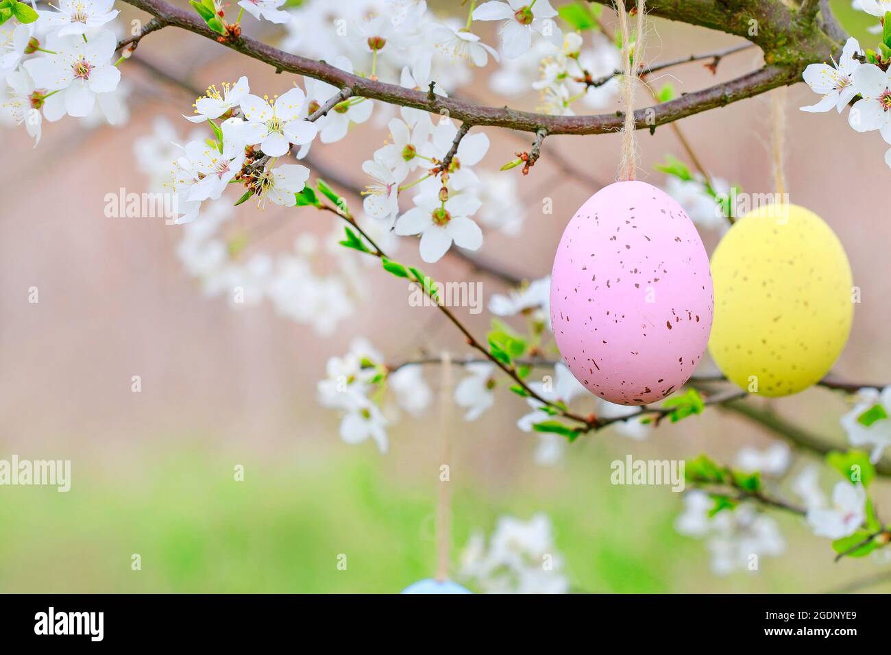 Easter eggs hanging on blooming cherry tree in the garden. Spring decor Stock Photo