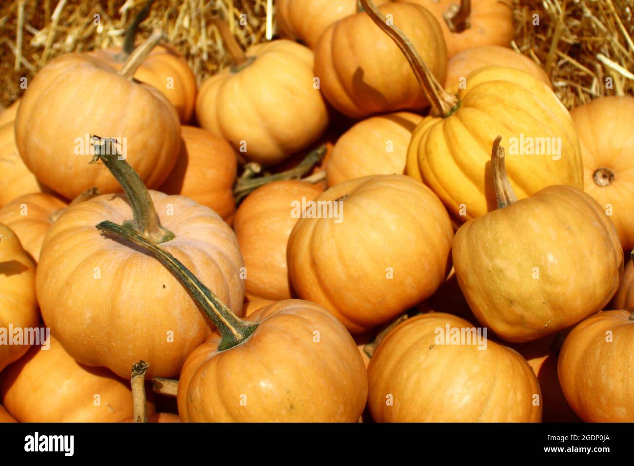 mini muscat pumpkin on a market Stock Photo