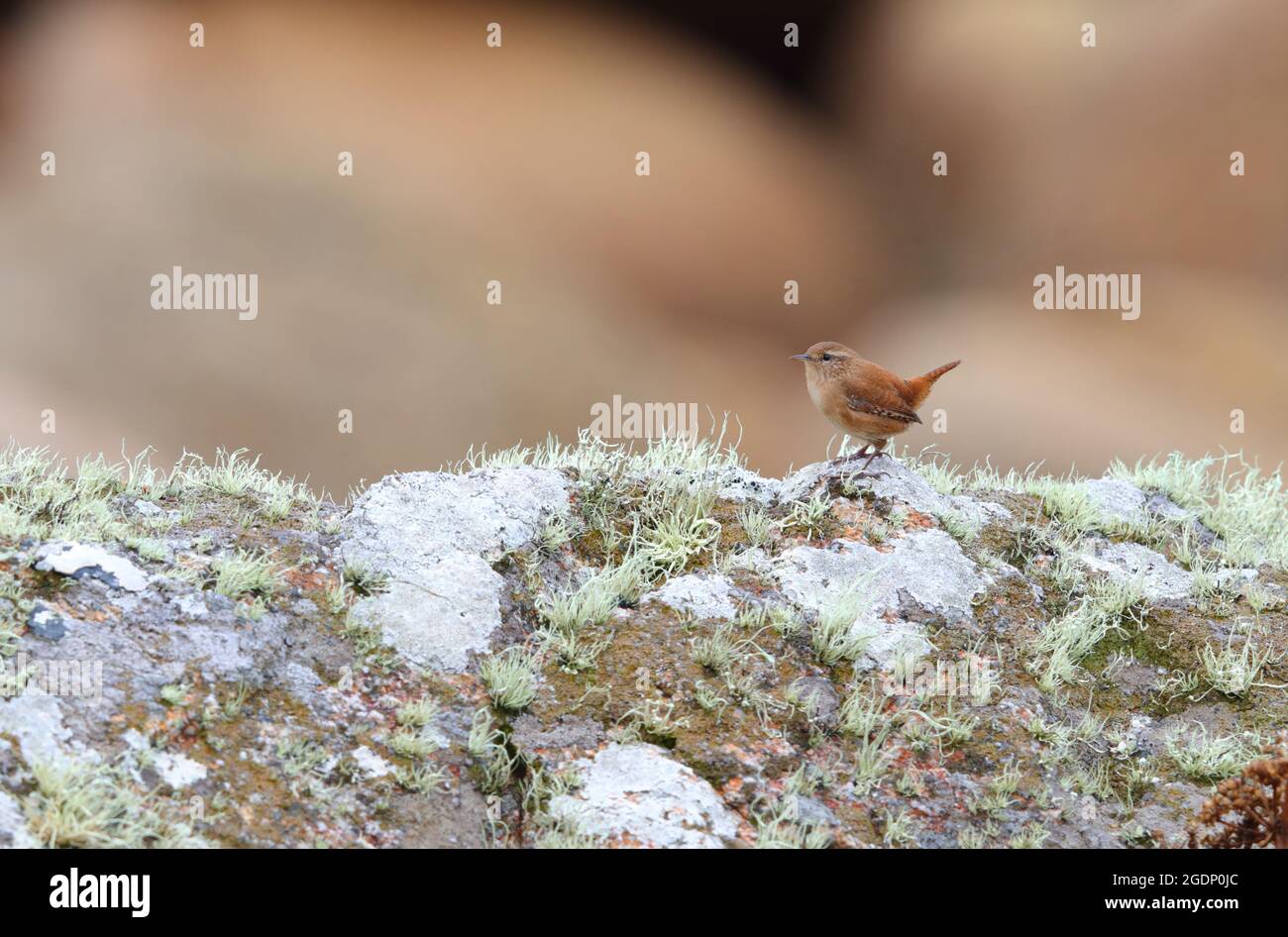 An adult Eurasian Wren (Troglodytes troglodytes) on a rock on St Mary's, Isles of Scilly, UK Stock Photo