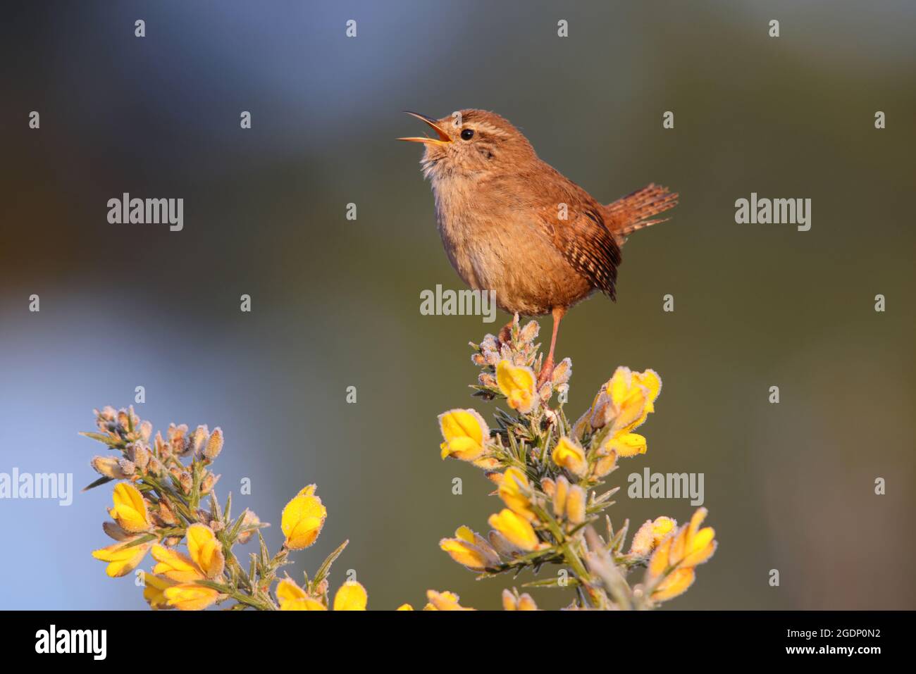 An adult male Eurasian Wren (Troglodytes troglodytes) singing from the top of a frosty gorse bush in Suffolk, UK, in early spring Stock Photo
