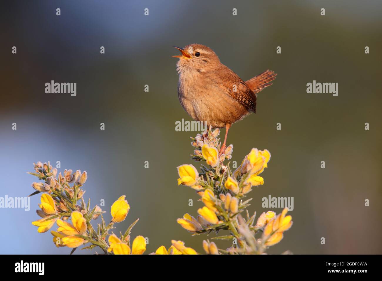 An adult male Eurasian Wren (Troglodytes troglodytes) singing from the top of a frosty gorse bush in Suffolk, UK, in early spring Stock Photo