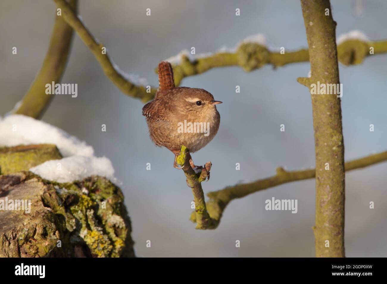 An adult Eurasian Wren (Troglodytes troglodytes) on a snowy branch in a garden in Suffolk, UK in winter Stock Photo