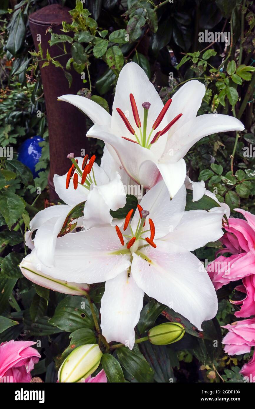 White Lily in garden, Lilium Casa Blanca. Detailed close up looking down on three blooms. Stock Photo