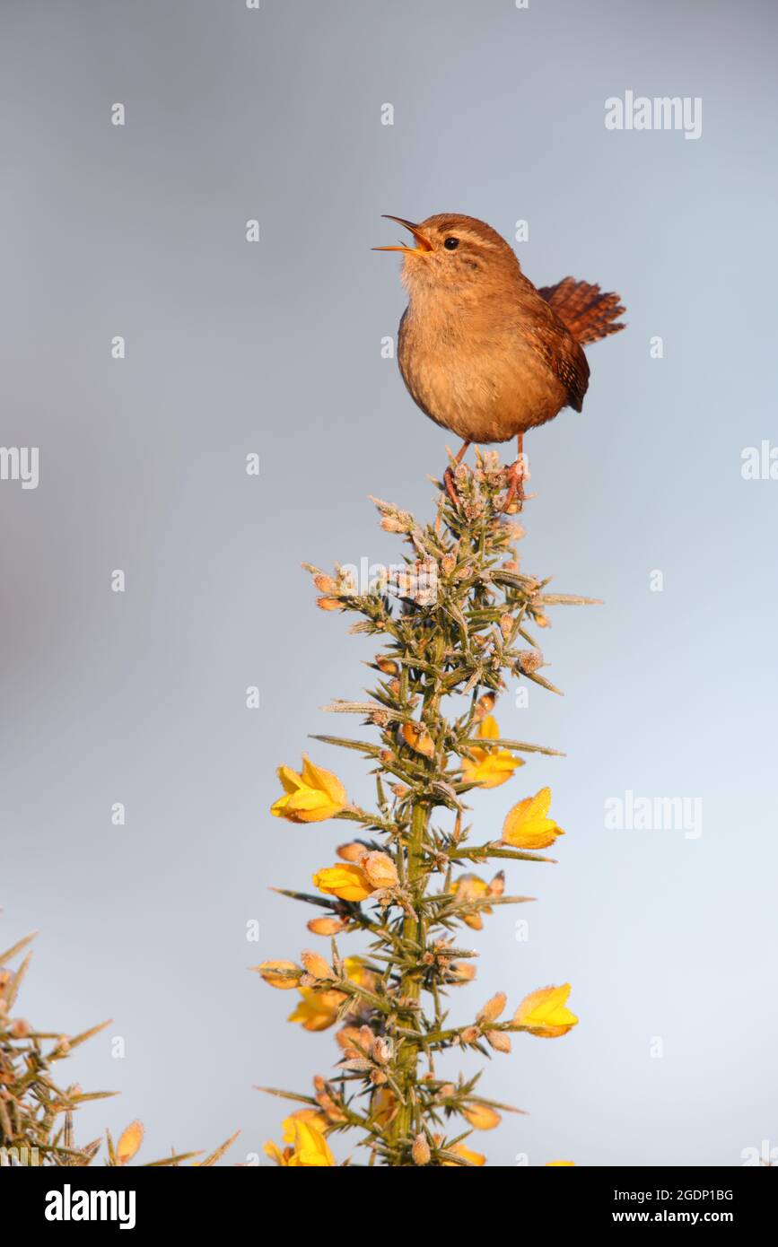 An adult male Eurasian Wren (Troglodytes troglodytes) singing from the top of a frosty gorse bush in Suffolk, UK, in early spring Stock Photo