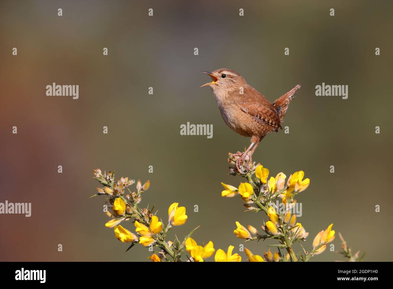 A male Eurasian Wren (Troglodytes troglodytes) singing from the top of a gorse bush in Suffolk, UK Stock Photo