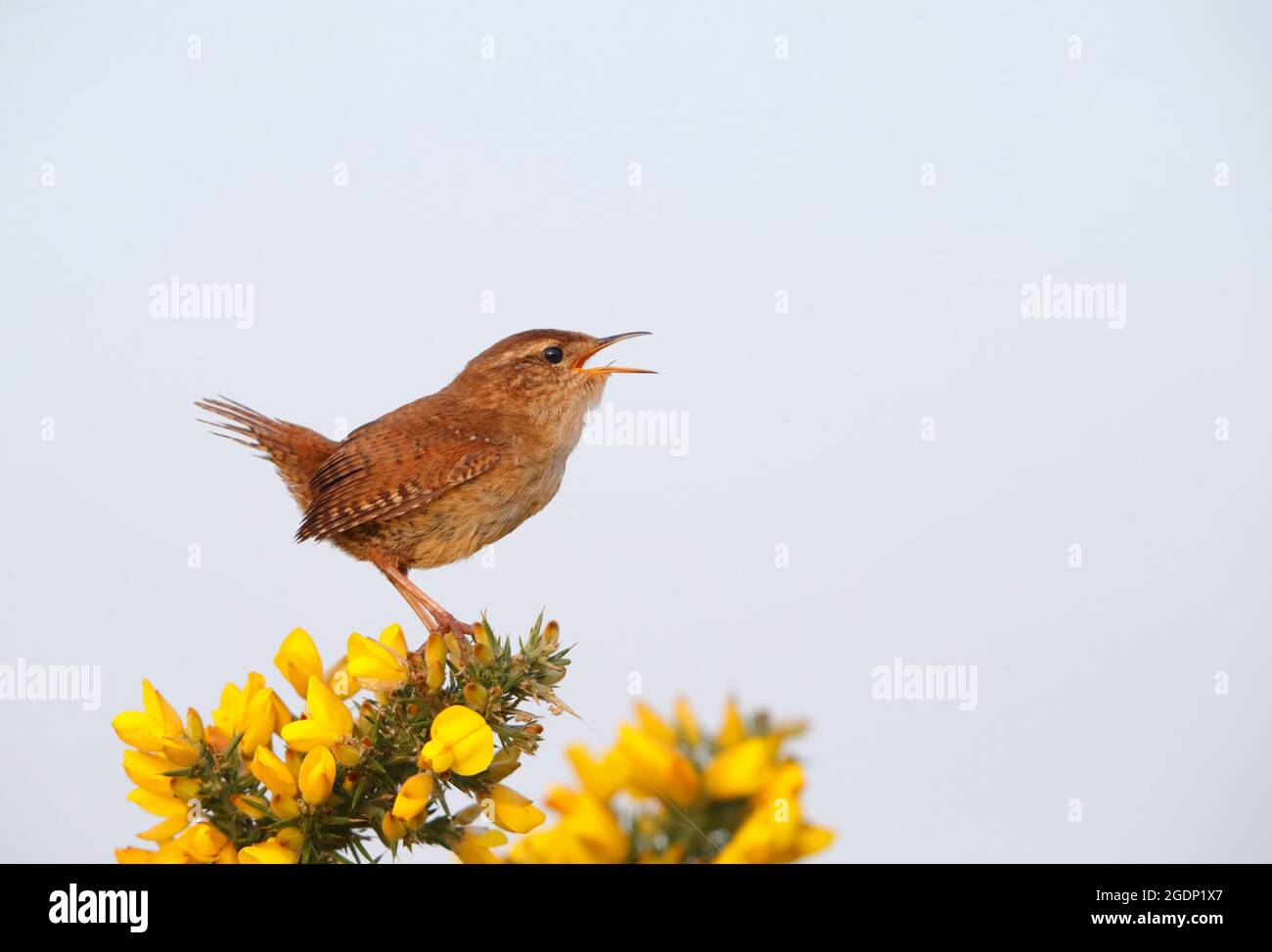 An adult male Eurasian Wren (Troglodytes troglodytes) singing from the top of a gorse bush at St Aidan's RSPB reserve, West Yorkshire Stock Photo