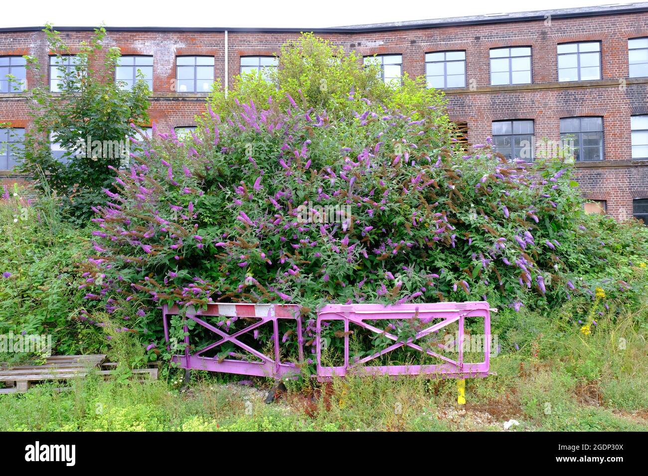 Giant buddleia bush with bright purple flowers towering over a discarded road barrier of the same colour. Stock Photo