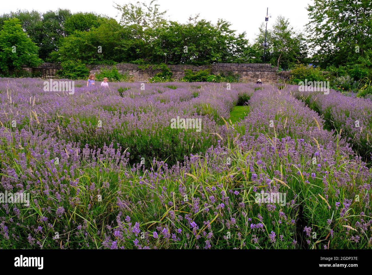 Two young girls playing in a field of lavender in the grounds of Manor Lodge, Sheffield. Stock Photo