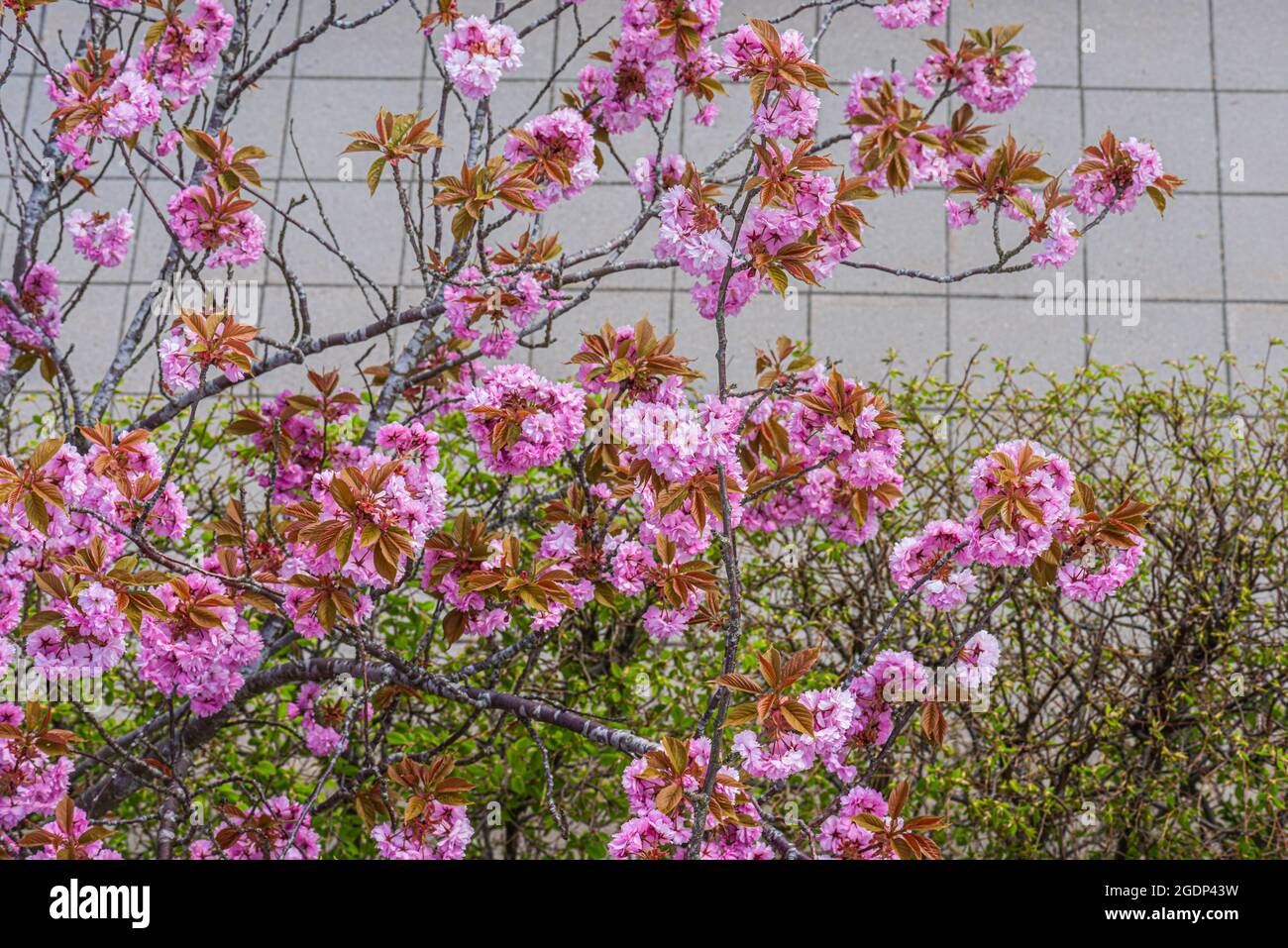 Cherry blossom seen from above Stock Photo - Alamy