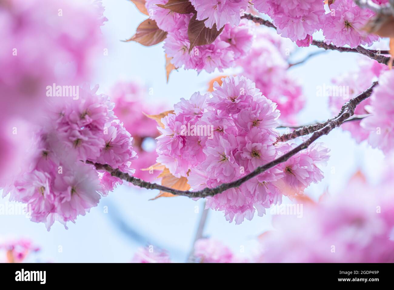 Pink cherry blossom tree in early spring Stock Photo - Alamy