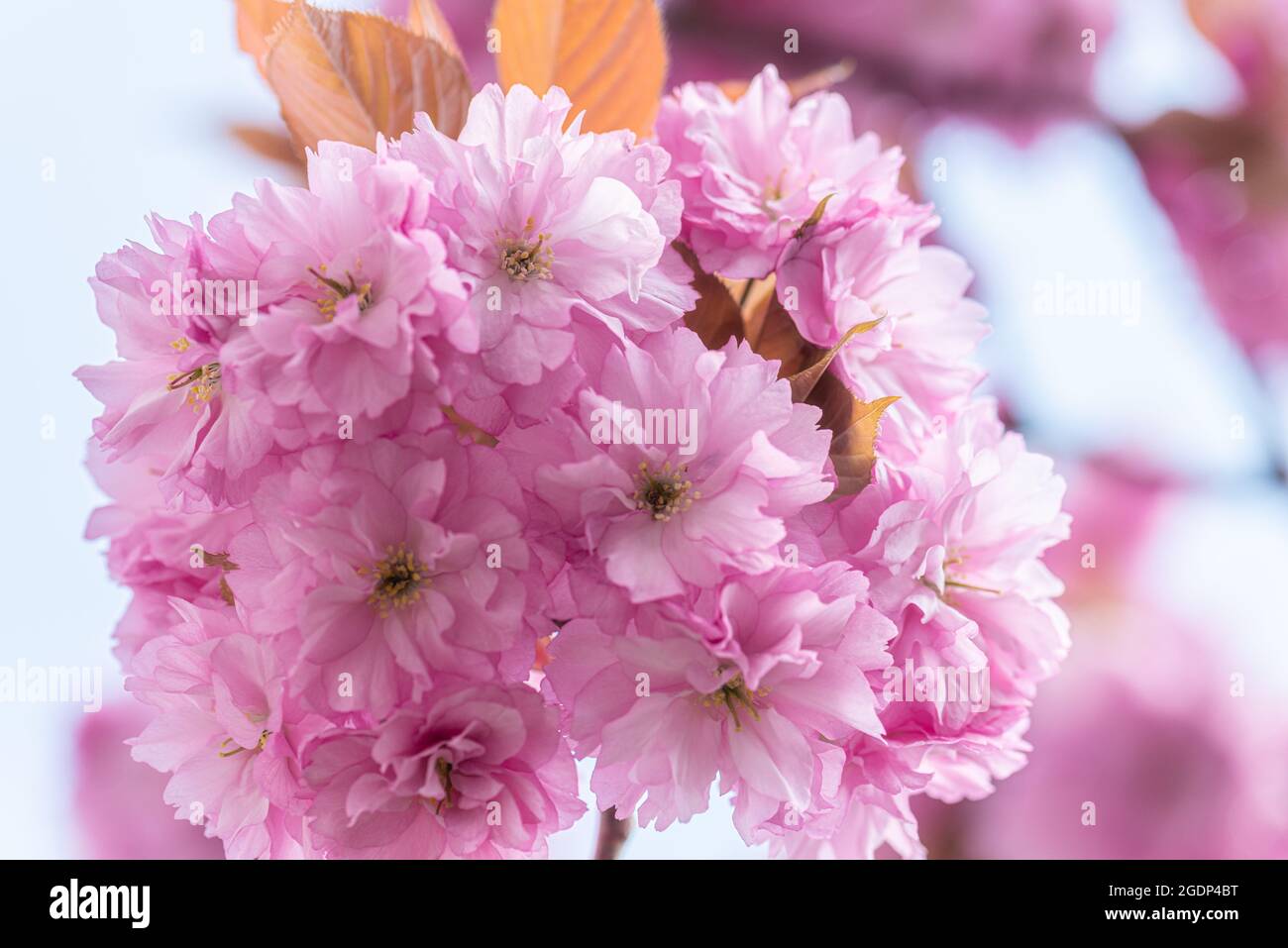 Pink cherry blossom tree in early spring Stock Photo - Alamy